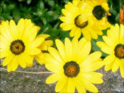 レンジローバー