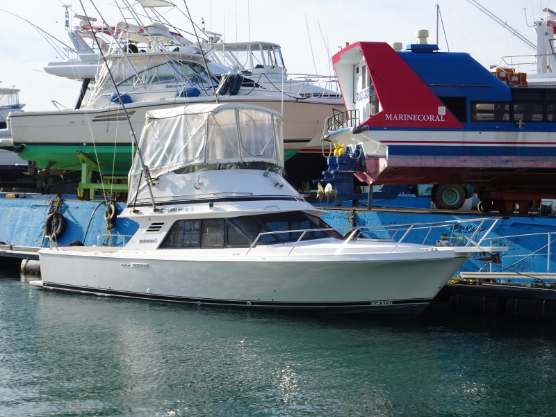 ブラックフィン 29