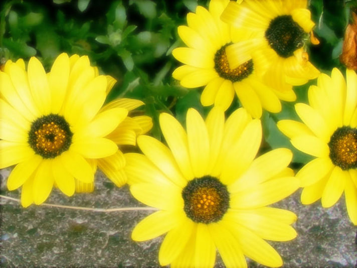 レンジローバー